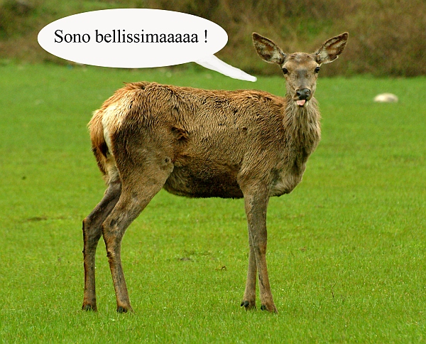 Mammalia .... che ridere!